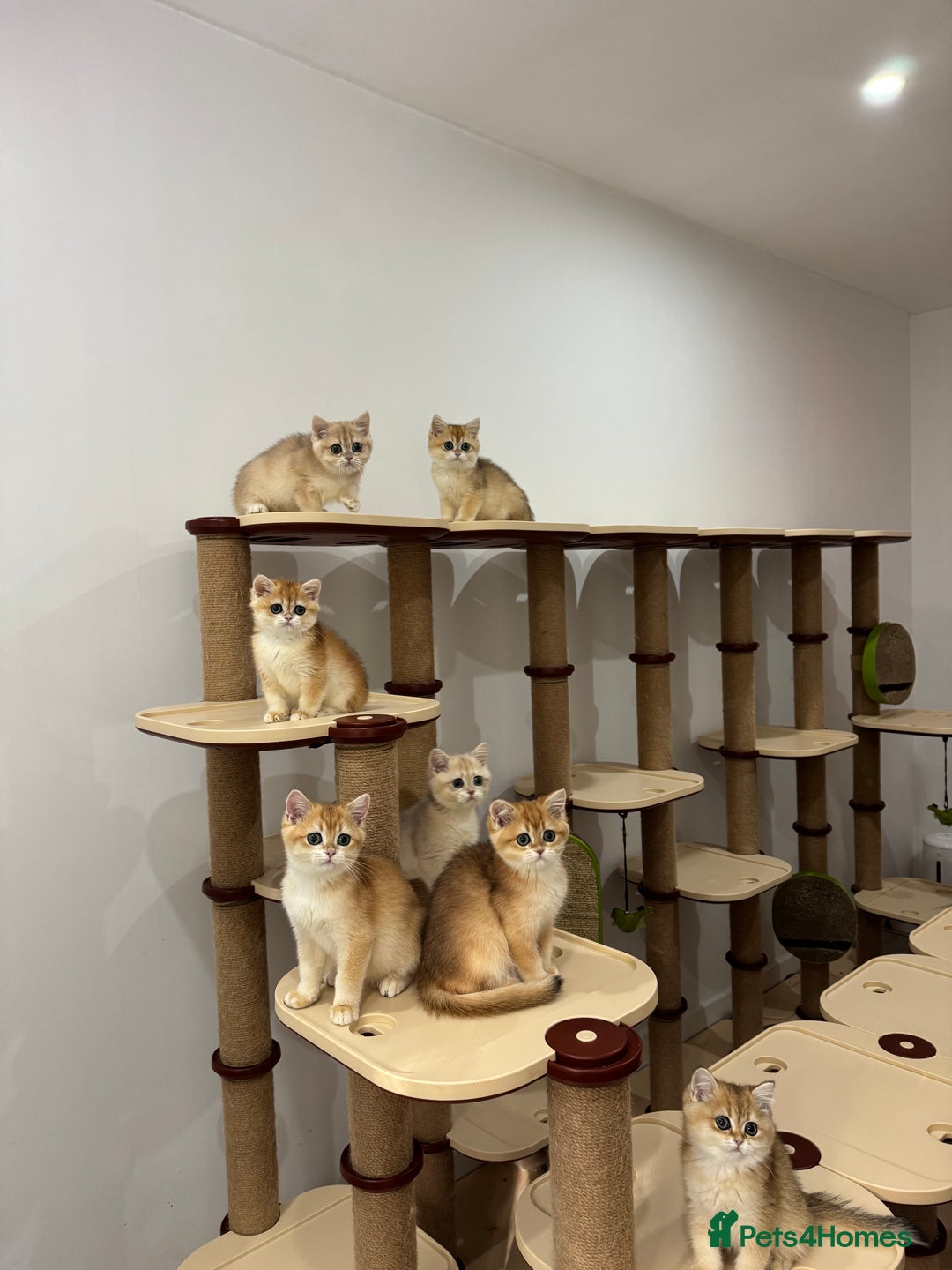British Shorthair cats for sale: British Shorthair Golden kittens    - Image 17