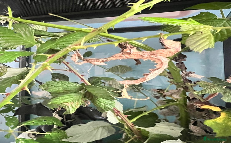 Stick Insects invertebrates - Advert 1
