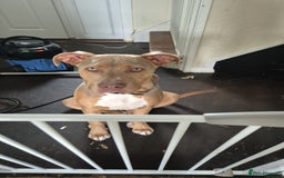 Mixed Breed dogs for sale: American bully x - Image 1
