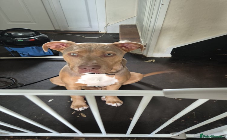 Mixed Breed dogs - Advert 14
