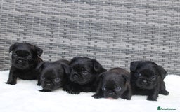 Mixed Breed dogs for sale: French bulldog X imperial shih tzu  - Image 4