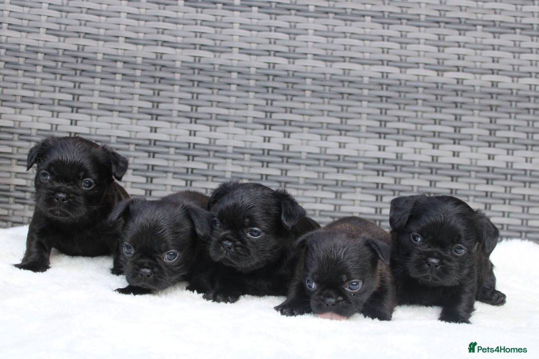 Mixed Breed dogs for sale: French bulldog X imperial shih tzu  - Image 4
