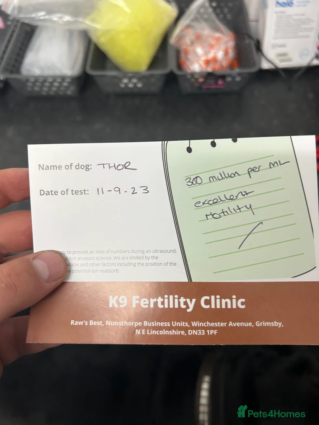 Cane Corso dogs for stud: Thor health tested proven Cane Corso for stud !!! in Cleethorpes - Advert 10