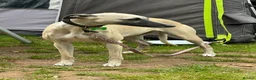 Whippet dogs for sale: Stunning Fawn Whippet Pups  in Winkleigh - Advert 2