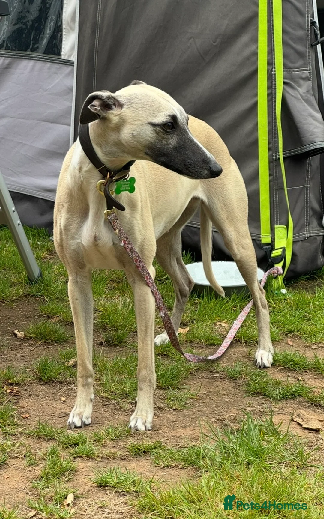 Whippet dogs for sale: Stunning Fawn Whippet Pups  in Winkleigh - Advert 2