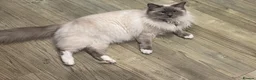 Ragdoll cats for sale: Beautiful PURE Ragdoll Kittens 🐱 - Advert 9