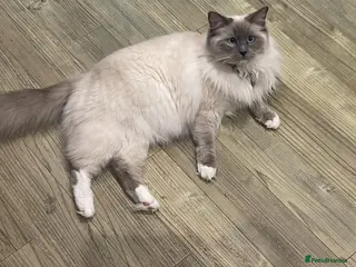 Ragdoll cats Beautiful PURE Ragdoll Kittens 🐱 - Advert 1