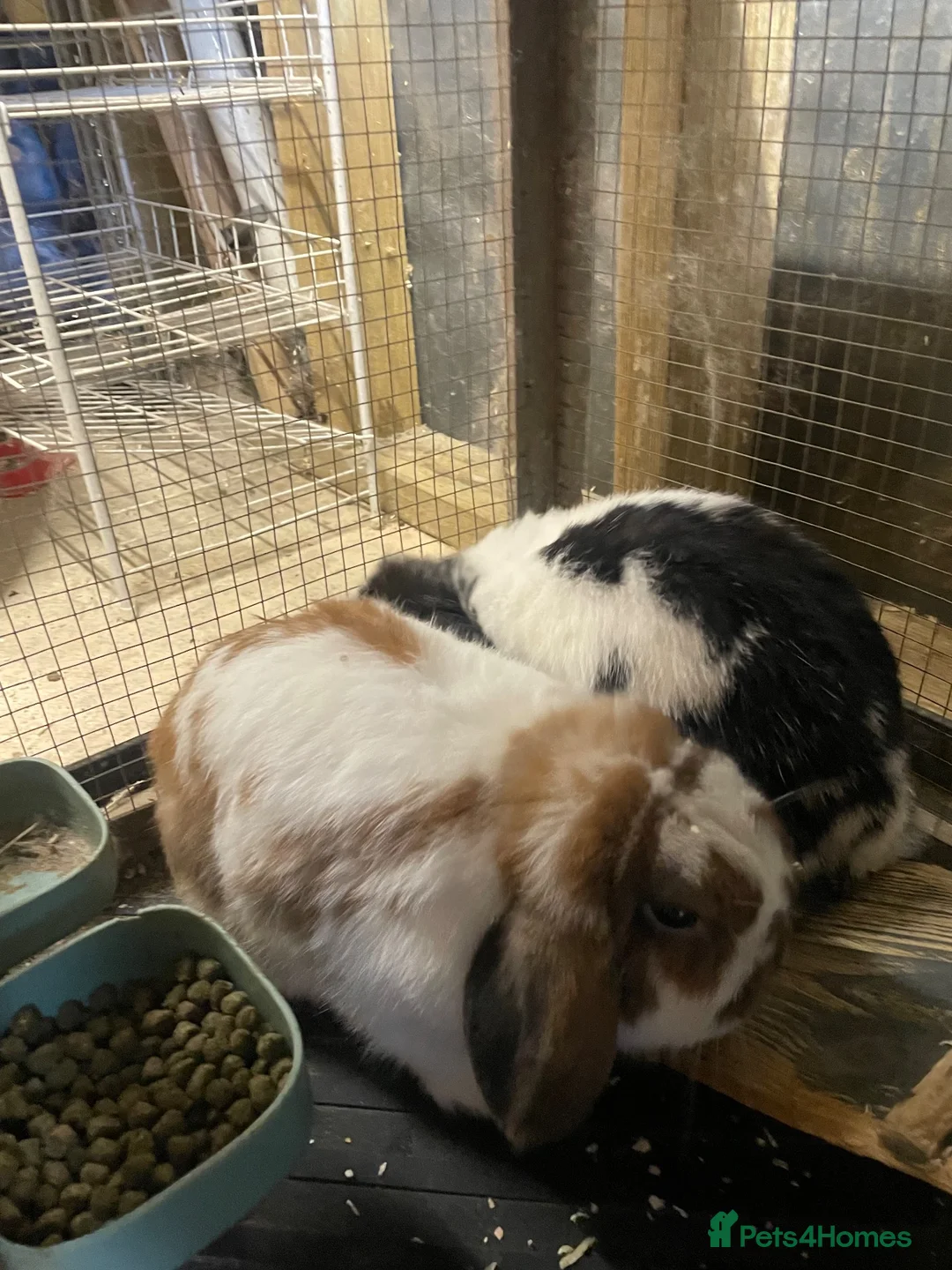 Dwarf Lop rabbits for sale: Two dwarf lops for sale in Uxbridge - Advert 1