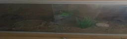 Leopard Gecko reptiles for sale: leopard gecko for sale £75 in Watford - Advert 2