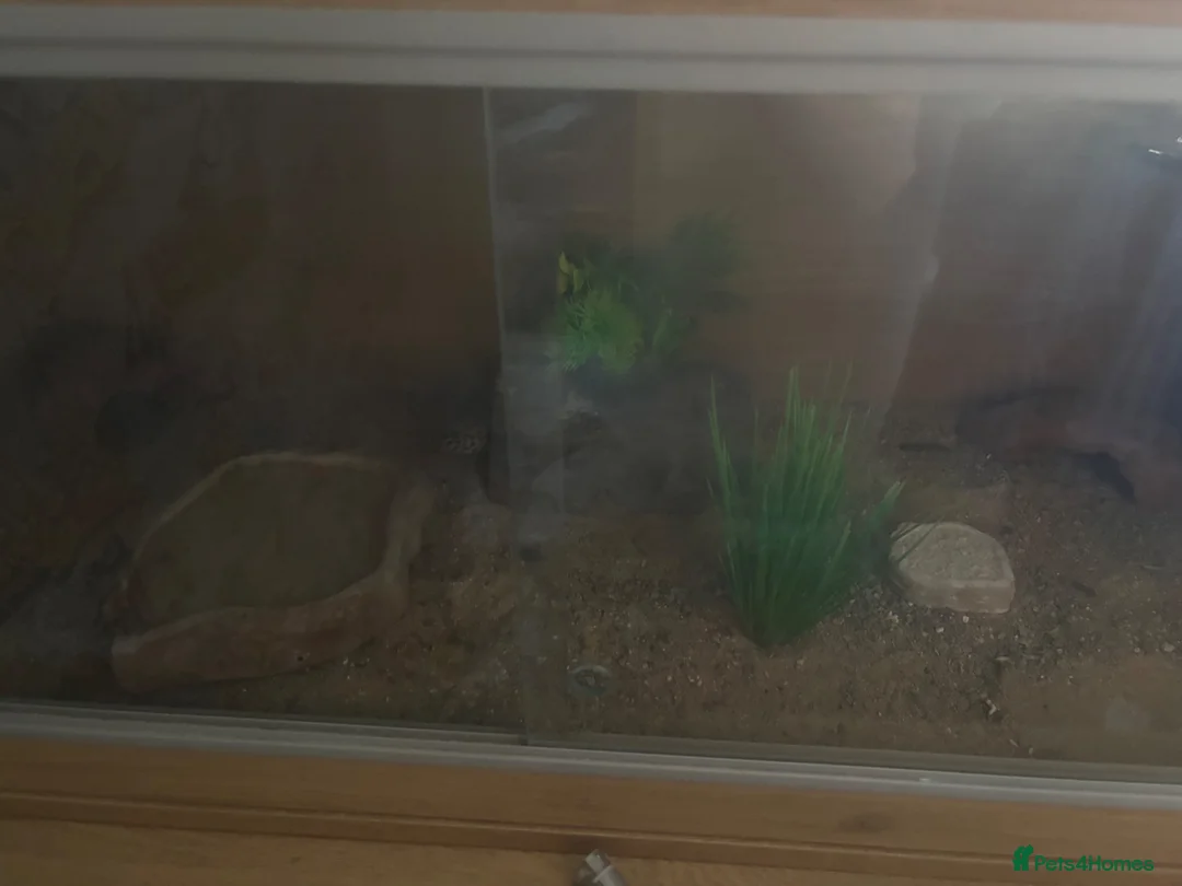Leopard Gecko reptiles for sale: leopard gecko for sale £75 in Watford - Advert 2