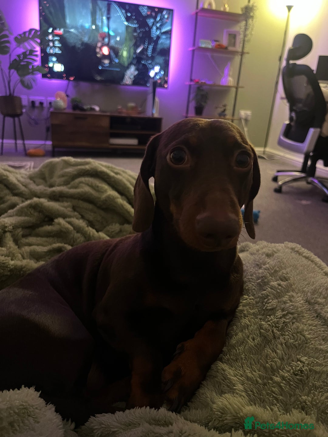 Miniature Dachshund dogs for sale: 2 year old Miniature Dachshund - Image 4
