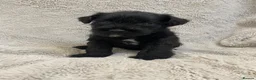 Miniature Schnauzer dogs for sale: Beautiful KC Reg Miniature Schnauzers - Advert 2