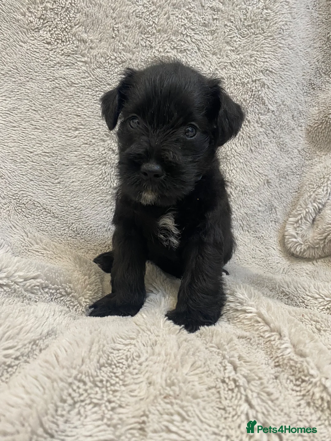 Miniature Schnauzer dogs for sale: Beautiful KC Reg Miniature Schnauzers - Advert 2