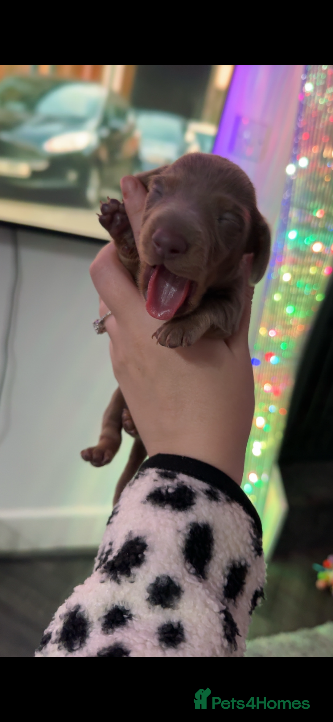 Miniature Dachshund dogs for sale: Miniature dachshunds - Advert 17