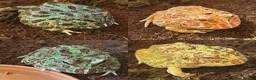 Frog reptiles for sale: 4x Pac Man Frogs With Full Setups in London - Advert 1