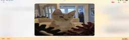 Maine Coon cats for sale: Very Special Boy, Please read. - Advert 6