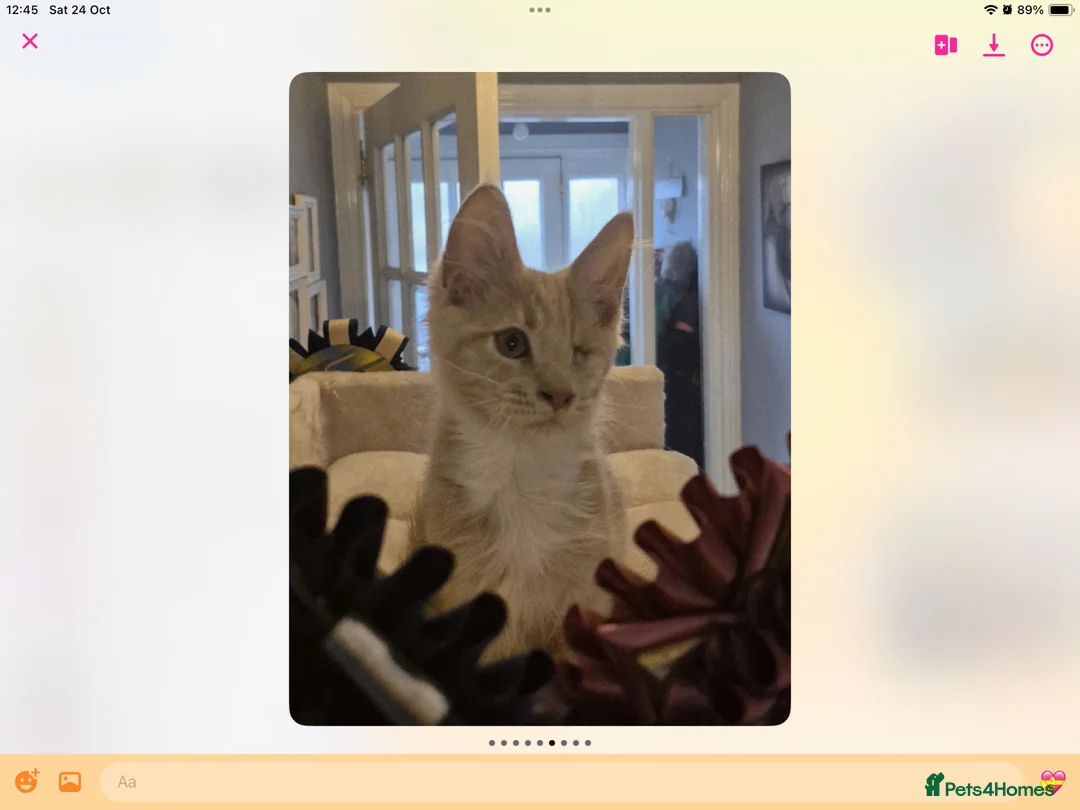 Maine Coon cats for sale: Very Special Boy, Please read. - Advert 6