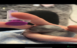 French Lop rabbits for sale: Giant French lop rabbits  - Image 26