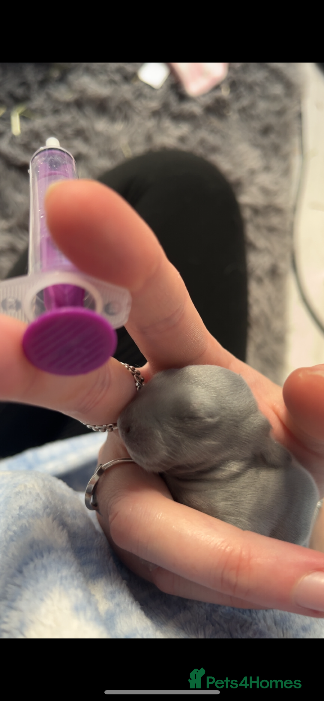 French Lop rabbits for sale: Giant French lop rabbits  - Image 26