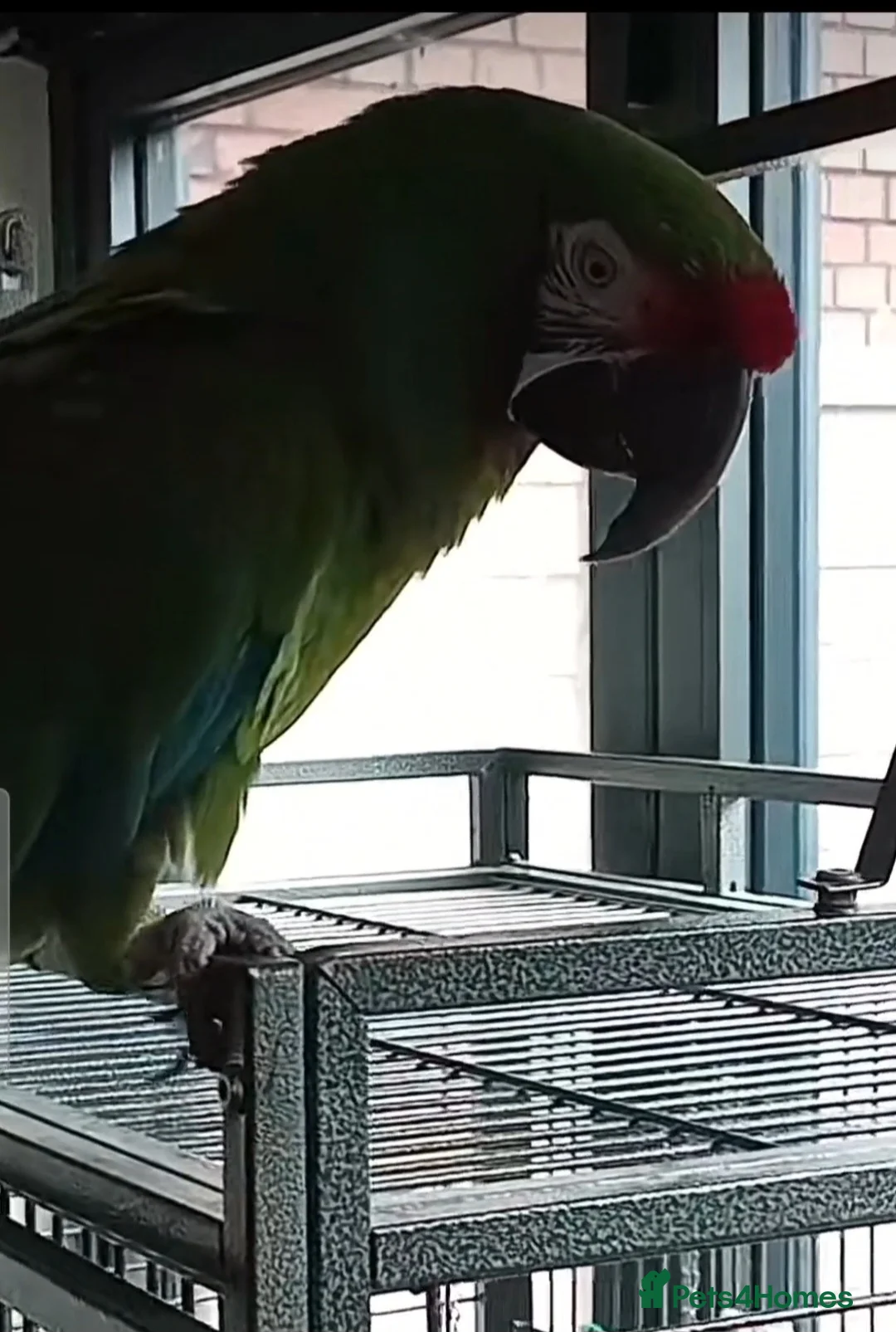 Budgerigars birds for sale: Tame Military Macaw - Advert 6