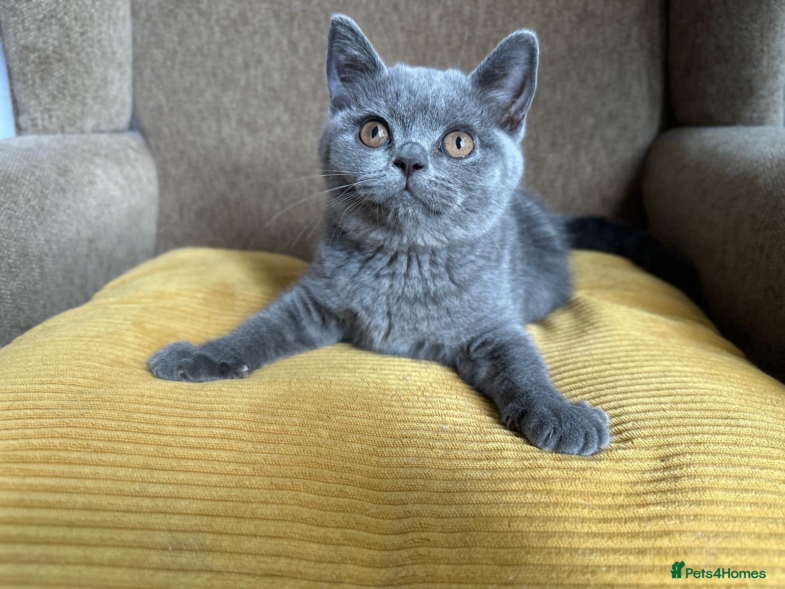British Shorthair cats TICA registered BSH Kittens Blue & Blue Bicolour - Advert 14