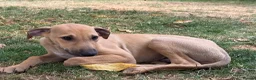 Greyhound dogs for sale: Hungarian Greyhound Pups - Advert 2