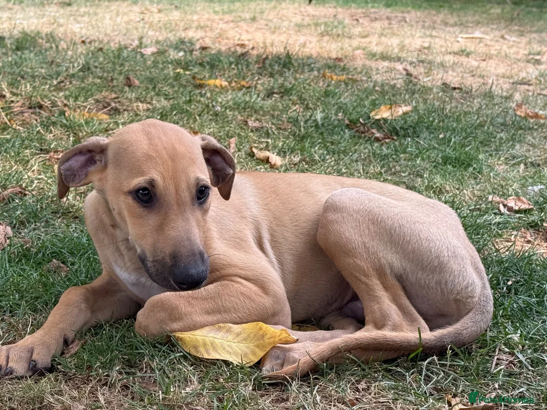 Greyhound dogs for sale: Hungarian Greyhound Pups - Advert 2