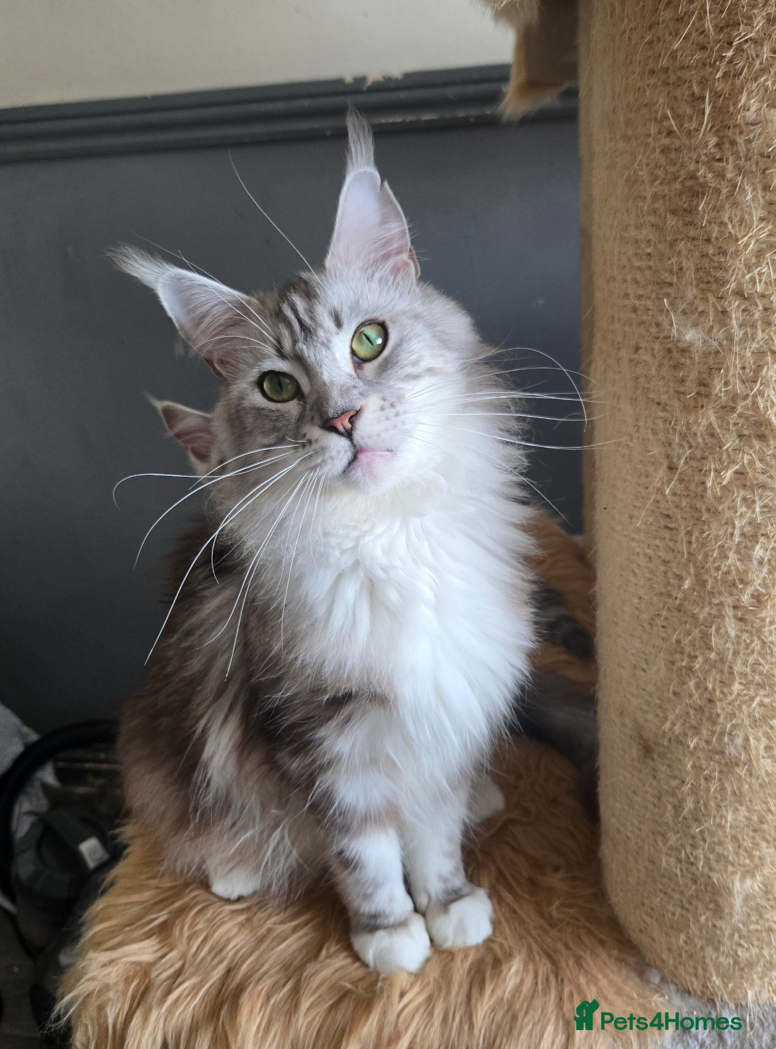 Maine Coon cats Stunning registered Maine Coon kittens - Advert 2