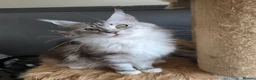 Maine Coon cats for sale: Stunning registered Maine Coon kittens - Advert 2