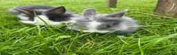 Lionhead rabbits for sale: Adorable dwarf/lionhead baby rabbits - Advert 2