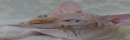 Sphynx cats for sale: 2 Stunning Sphynx Boys – Ready Now 💙 - Advert 19