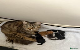 Mixed Breed cats for sale: Last One From The Litter - Image 2