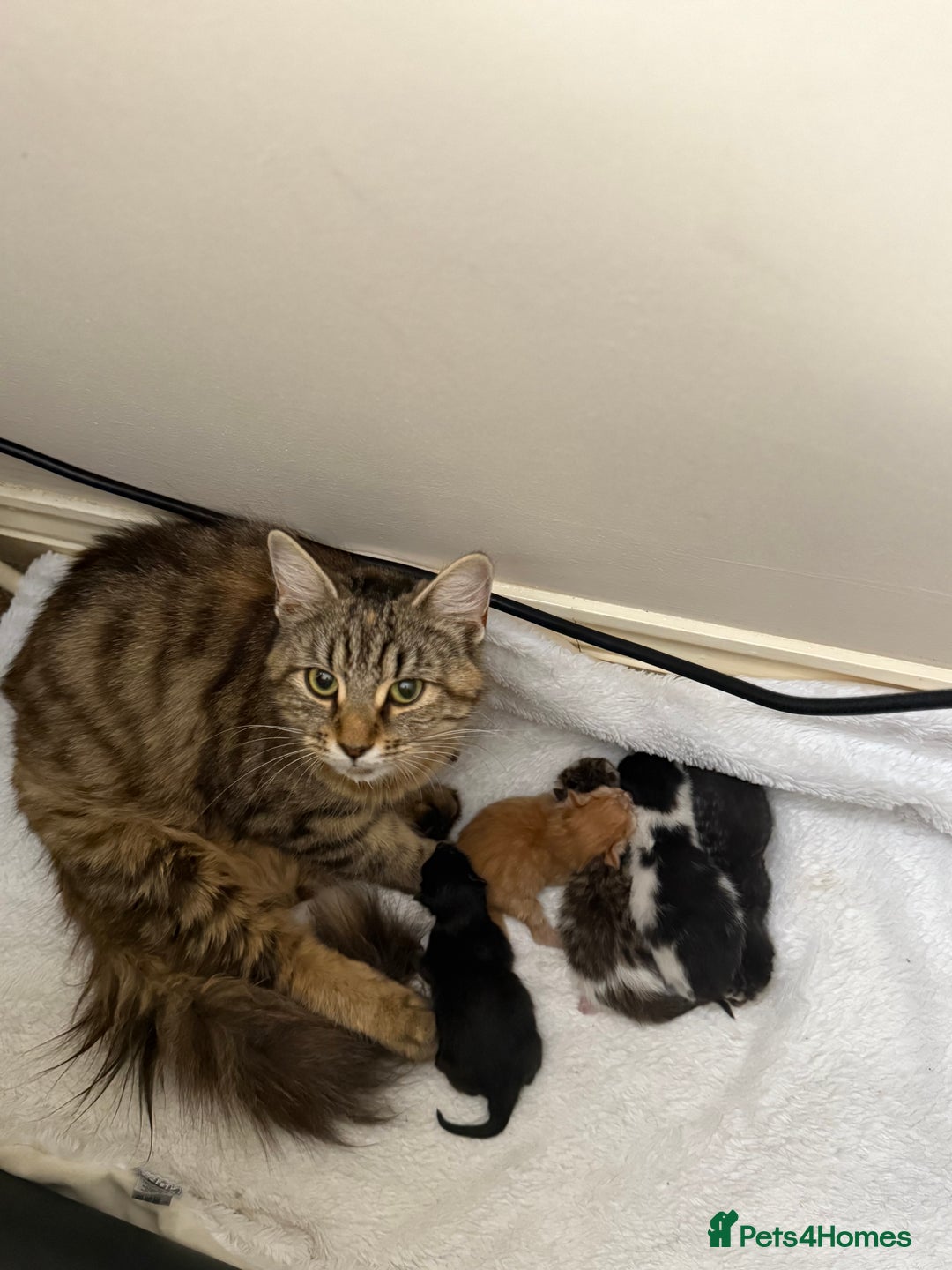 Mixed Breed cats for sale: Last One From The Litter - Image 2