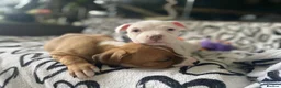 Mixed Breed dogs for sale: 2 boys & 3 girls Ready to go🏡💕 - Advert 18