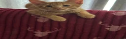 American Shorthair cats for sale: Ginger & tabby male for sale please read descripti - Advert 2