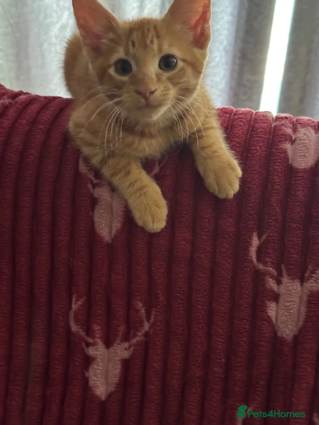American Shorthair cats for sale: Ginger & tabby male for sale please read descripti - Advert 2