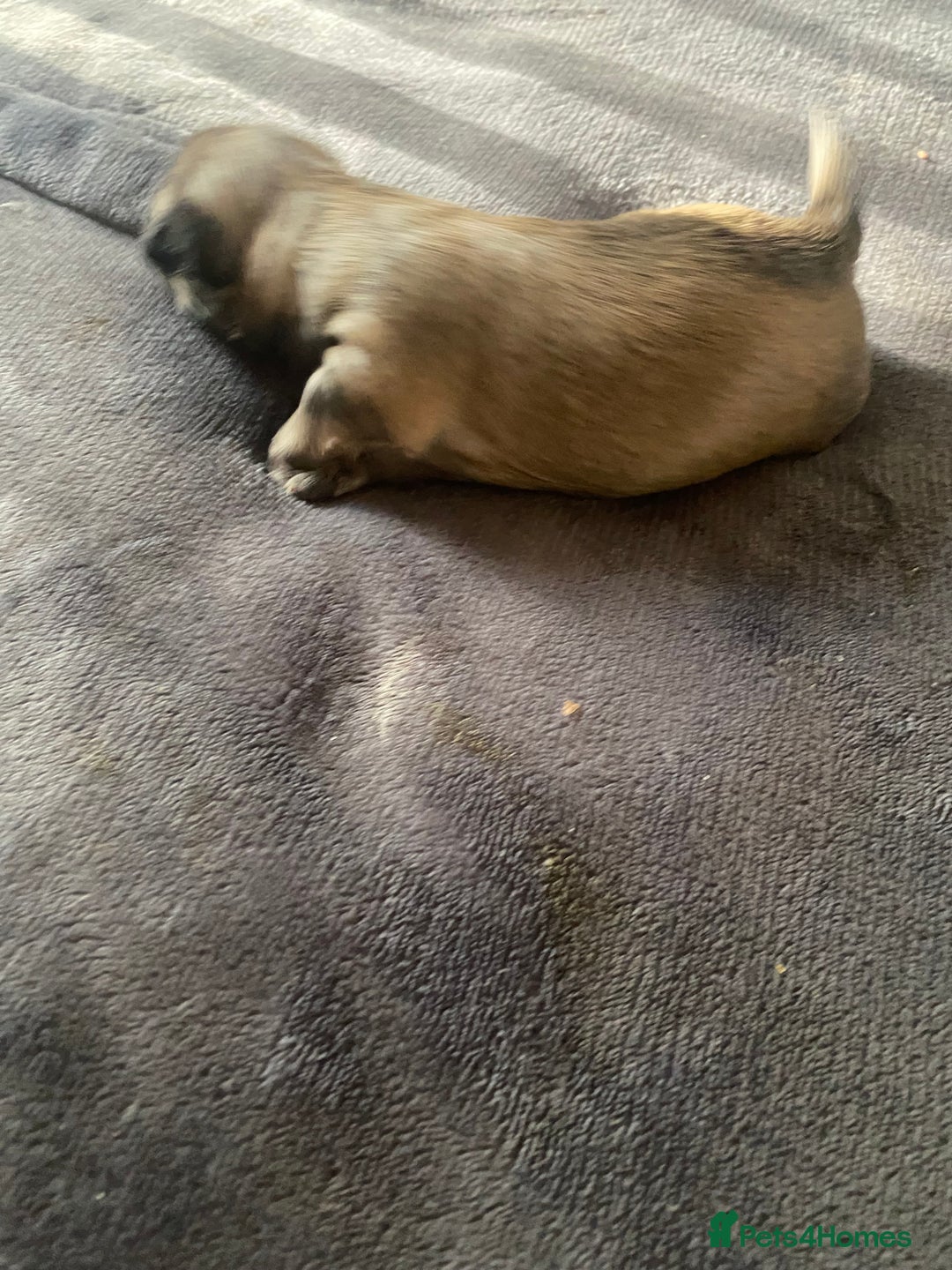 Shih Tzu dogs for sale: Puppy for sale  - Image 16