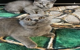 Scottish Fold cats for sale: Scottish fold kittens - Image 14