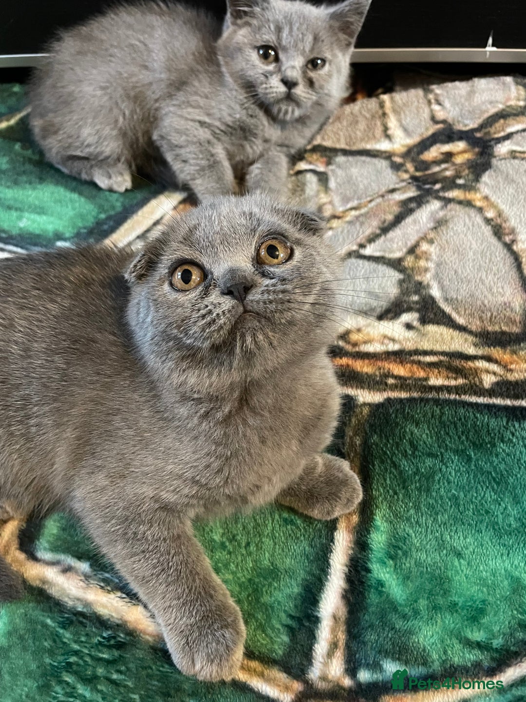 Scottish Fold cats for sale: Scottish fold kittens - Image 14
