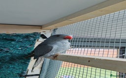 Ringnecks birds for sale: Opaline Ring Neck Breeding Pair – 8 Months Old - Image 2