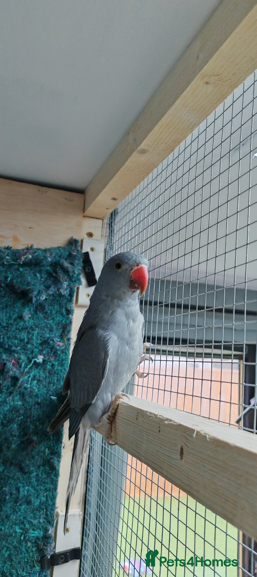Ringnecks birds for sale: Opaline Ring Neck Breeding Pair – 8 Months Old - Image 2