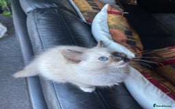 Ragdoll cats for sale: Ragdoll adults Purebred pedigree 5 generations  - Advert 17