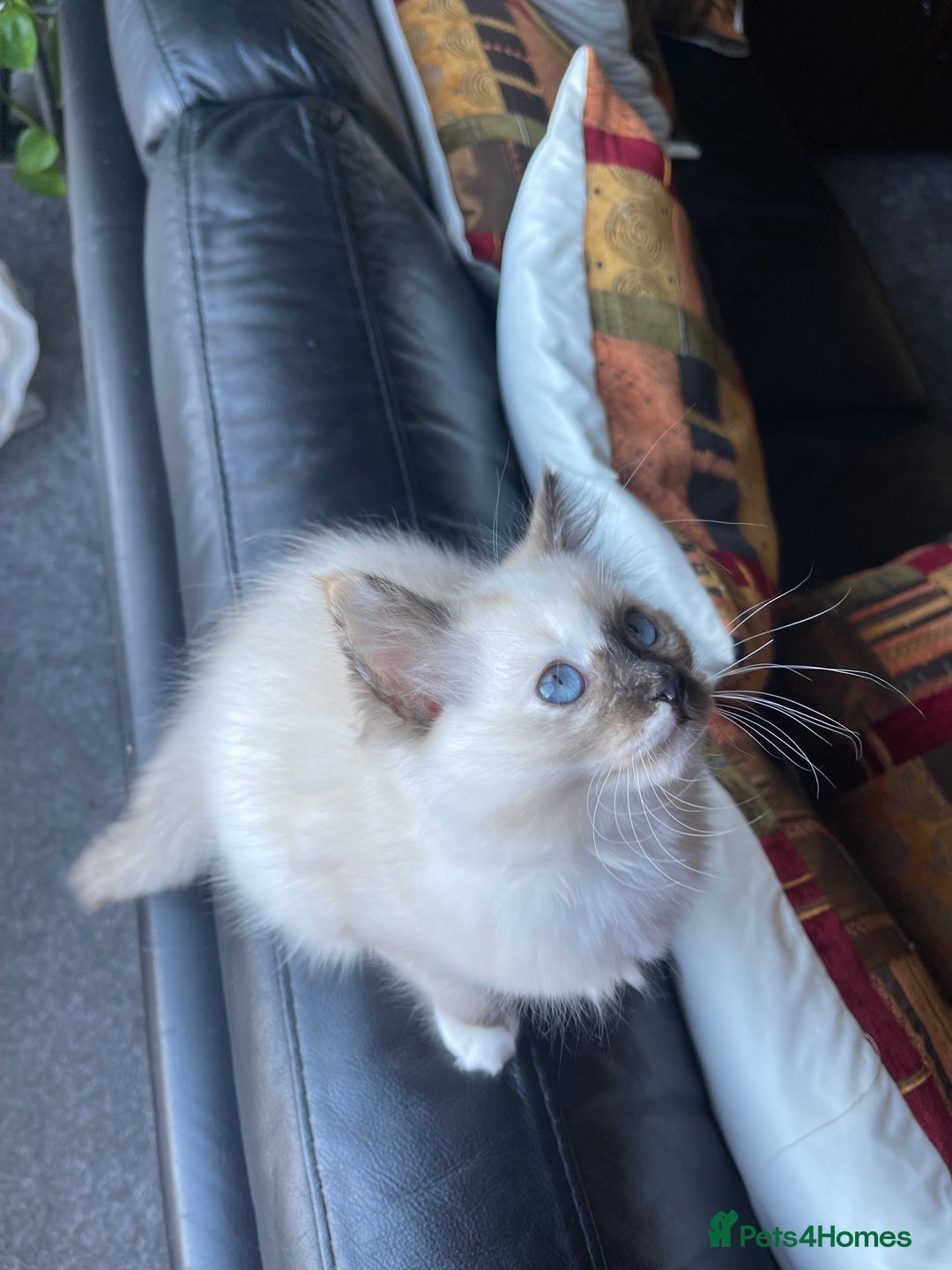 Ragdoll cats for sale: Ragdoll adults Purebred pedigree 5 generations  - Advert 17