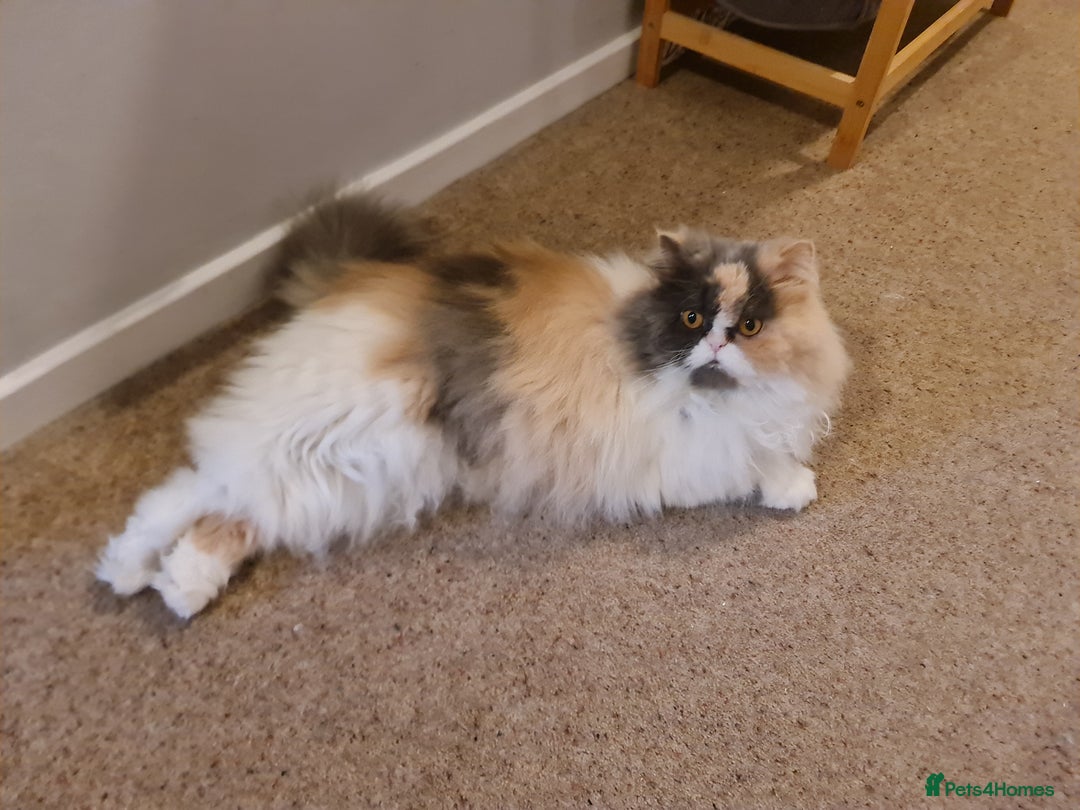Mixed Breed cats for adoption: Sweet, sassy Samara is looking for a loving home - Advert 7