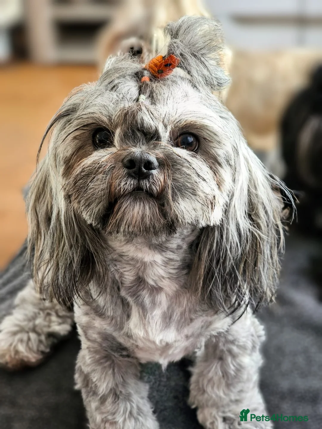 Shih Tzu dogs for sale: 🐾Shih tzu puppies 🐾 - Advert 8