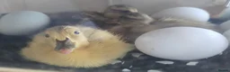 Ducks poultry for sale: 6X runner duck hatching eggs - Advert 3