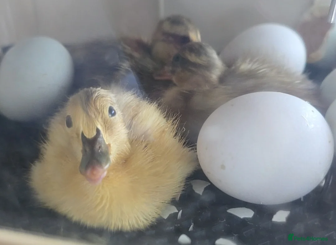 Ducks poultry for sale: 6X runner duck hatching eggs - Advert 3