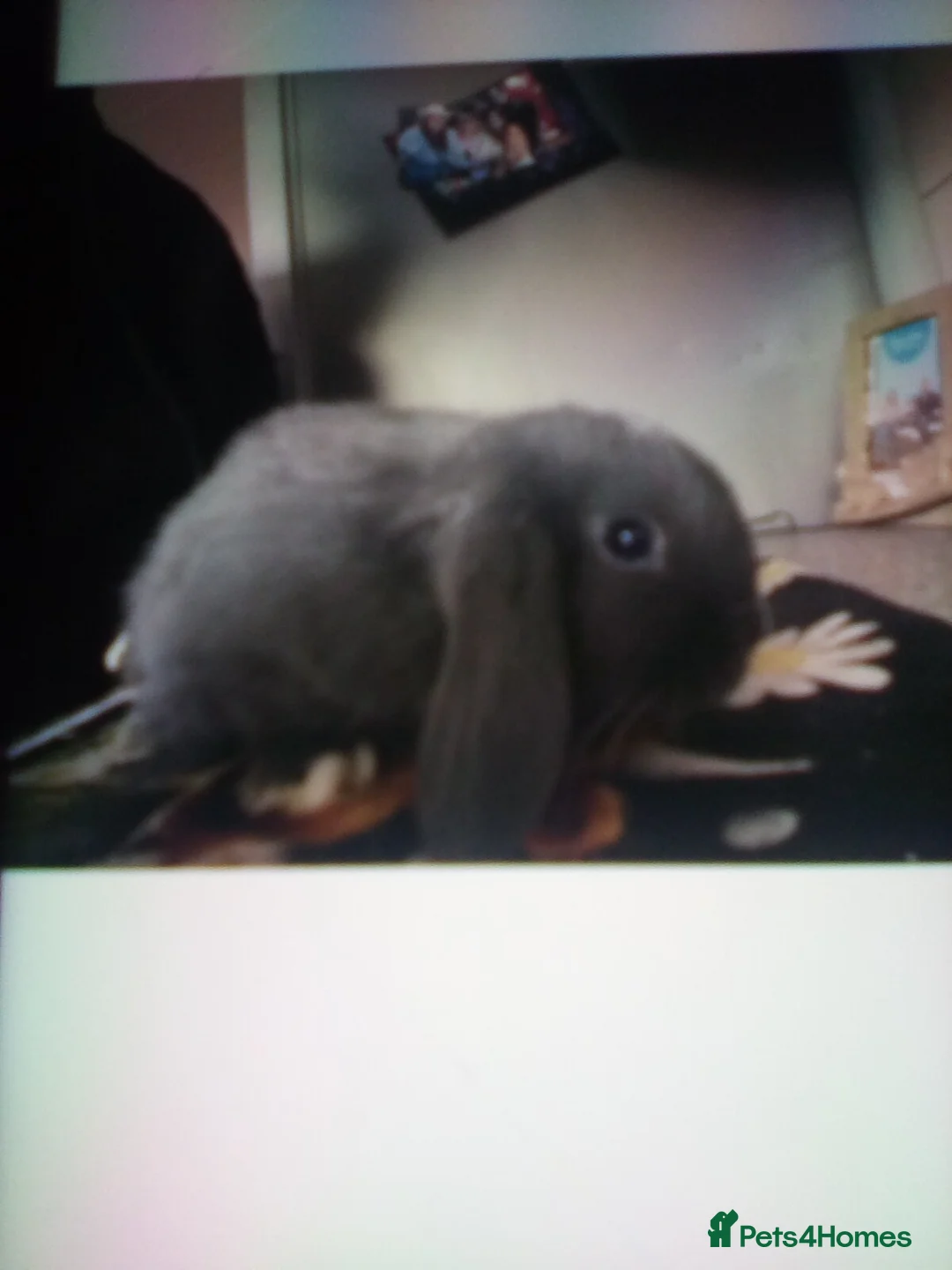 Mini Lop rabbits for sale: Ready to leave now  - Advert 1
