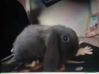 Mini Lop rabbits Ready to leave now - Advert 1