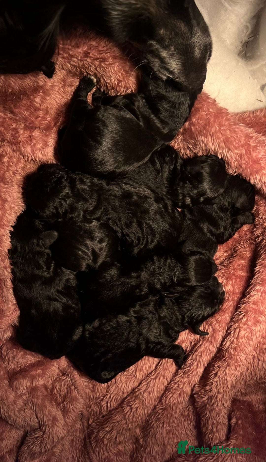 Cockapoo dogs for sale: 8 beautiful f1 cockerpoo - Advert 2
